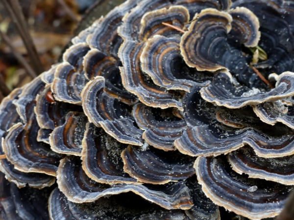 Turkey Tail por Turkey Tail