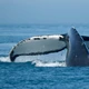 Imagem - Casal conta como sobreviveu 118 dias à deriva após baleia destruir barco