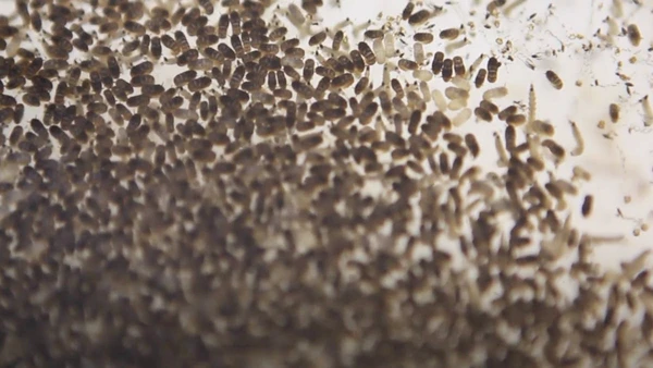 Invadiram sua cozinha? Aprenda 5 receitas caseiras e rápidas para acabar com a praga