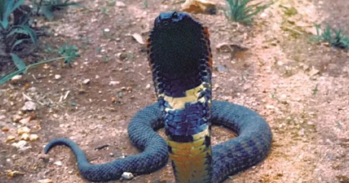 Imagem - O mistério da cobra atropelada em estrada que nem mesmo os cientistas sabiam que existia