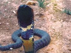 Imagem - O mistério da cobra atropelada em estrada que nem mesmo os cientistas sabiam que existia