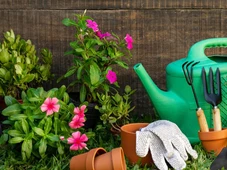 Imagem - Essas plantas de jardim devem ser podadas até o fim de outubro para terem o crescimento 'máximo'; veja quais