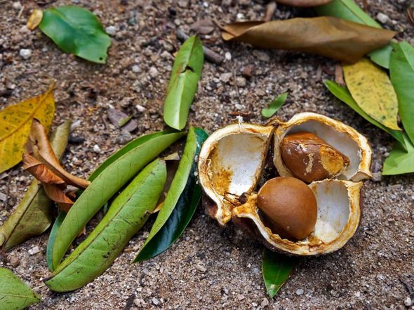 Imagem - 5 benefícios da planta andiroba para a saúde