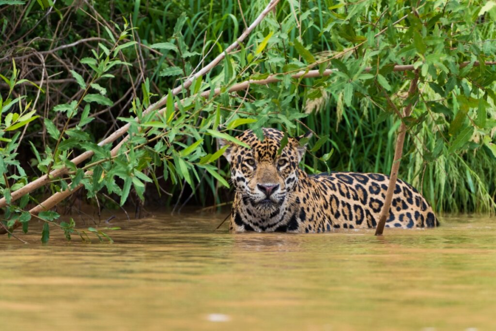 A onça-pintada é uma exímia nadadora e muitas vezes caça dentro de rios (Imagem: Hans Wagemaker | Shutterstock)