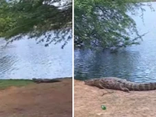 Imagem - Dez jacarés são flagrados às margens de lagoa na Bahia