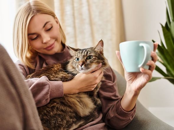 Imagem - 10 nomes ideais para gatos carinhosos 