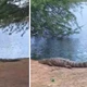 Imagem - Dez jacarés são flagrados às margens de lagoa na Bahia