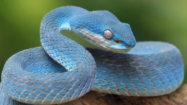 Estudo sugere que a evolução da cobra pode ter ligação com os primeiros humanos