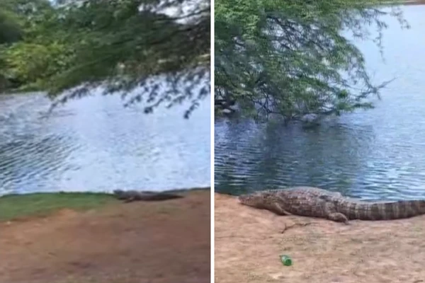 Jacarés são encontrados em beira de lagoa na Bahia 