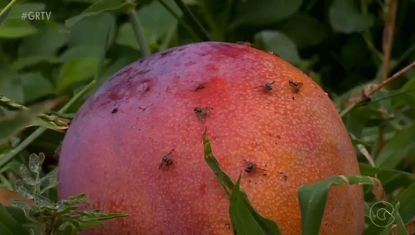 Mosca da fruta: O que torna essas moscas tão problemáticas é a sua incrível velocidade de reprodução por Divulgação