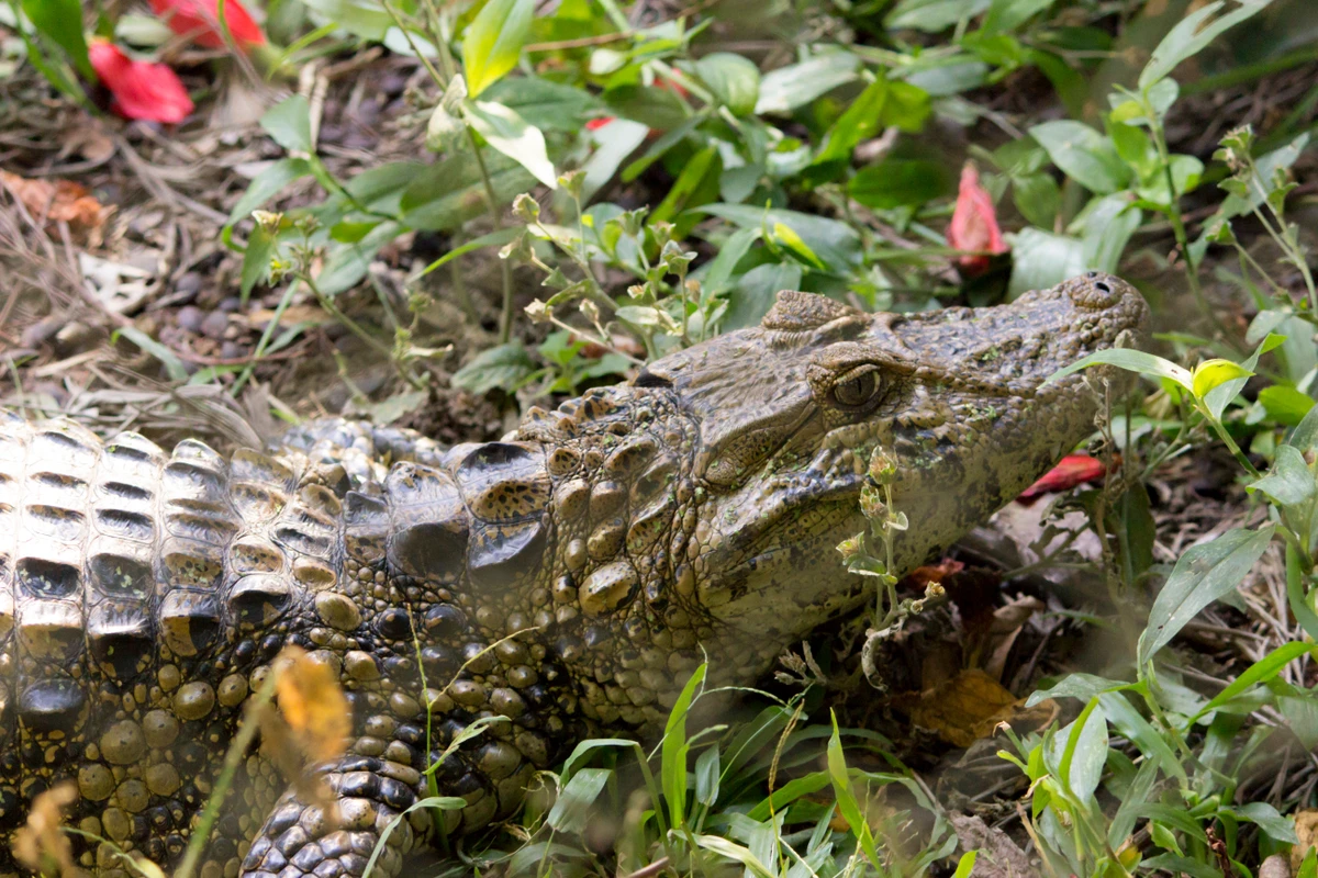 Possuem o focinho mais largo de todos os crocodilianos por Shutterstock