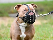 Imagem - Cidade baiana aprova lei que obriga uso de focinheira em pit bulls e outros cães
