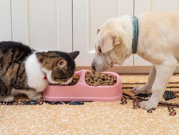 Imagem - Entenda como o ambiente pode favorecer a obesidade nos animais