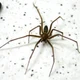 Imagem - Aranha-marrom: saiba o lugar onde esse animal se esconde na sua casa e o que fazer em caso de picada