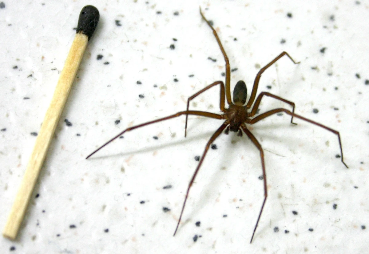 Aranha-marrom: saiba como achar o lugar onde esse animal se esconde na sua casa e o que fazer em caso de picada