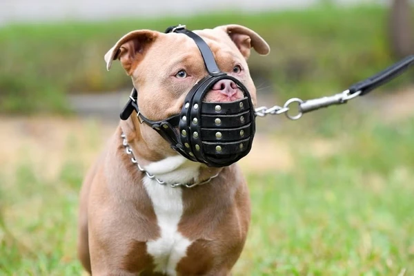 Cão com focinheira