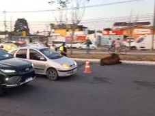 Imagem - Trânsito animal: duas vacas são atropeladas em Feira de Santana