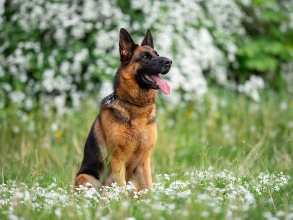 Imagem - 8 raças de cachorro originárias da Alemanha 