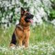 Imagem - 8 raças de cachorro originárias da Alemanha 