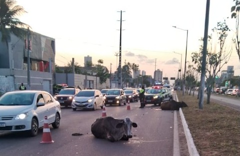 Duas vacas foram atropeladas na Avenida Noide Cerqueira