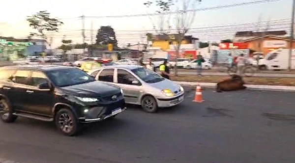 Duas vacas foram atropeladas na Avenida Noide Cerqueira, em Feira de Santana por Reprodução