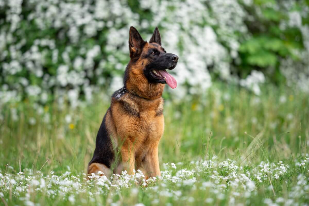 A Alemanha é berço de raças de cachorro populares em todo o mundo (Imagem: Mariya Kuzema | Shutterstock)