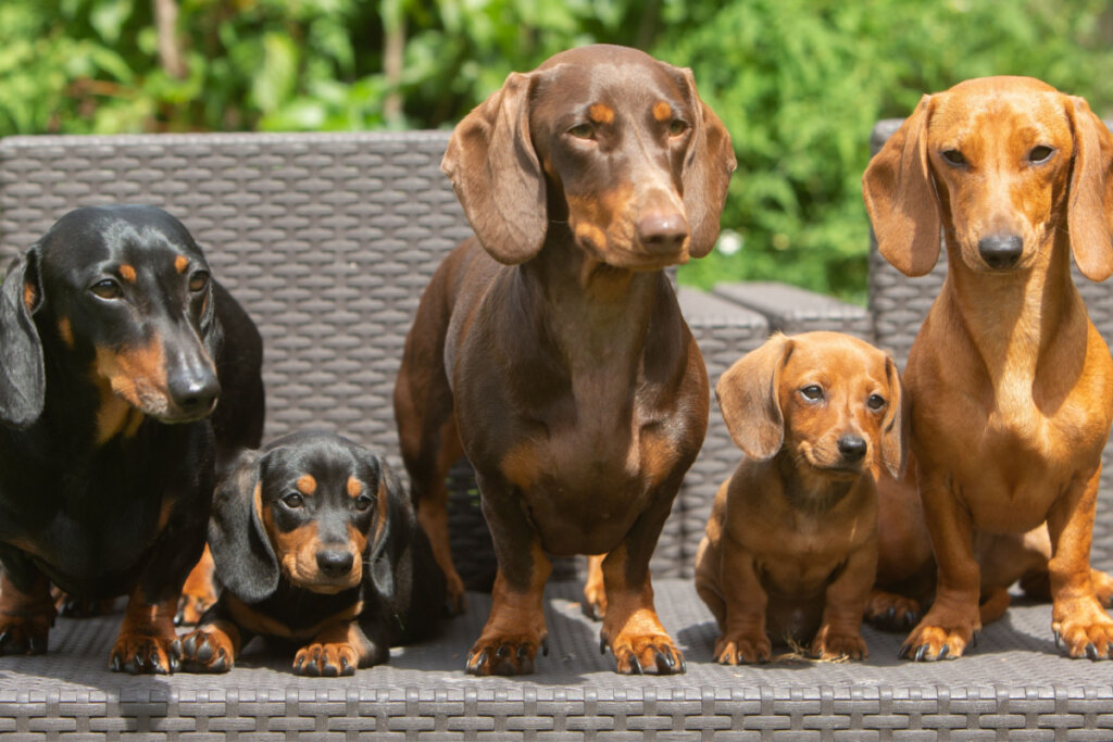Dachshund é um cão companheiro e brincalhão, ideal para famílias (Imagem: 4sally scott | Shutterstock)