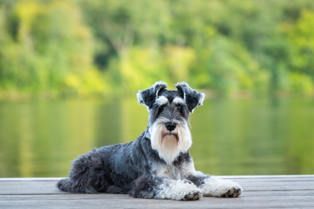 O schnauzer, com sua aparência distintiva e lealdade inigualável, é um companheiro fiel (Imagem: Debra Anderson | Shutterstock)