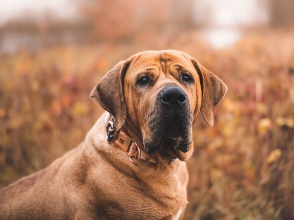 Imagem - 4 características do cachorro da raça tosa inu 