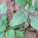Imagem - Família é hospitalizada após comer planta tóxica achando que era couve