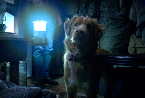 Bom Menino mostra cachorro que protege seu tutor em uma casa mal-assombrada por Divulgação