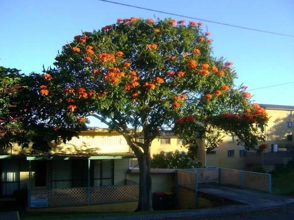 Espatódea por Reprodução