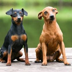 Imagem - 10 atividades recomendadas para o cachorro da raça pinscher 