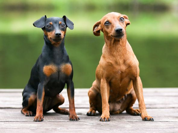 Imagem - 10 atividades recomendadas para o cachorro da raça pinscher 