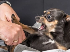 Imagem - Carne, osso e ódio? Entenda por que cães da raça pinscher são tão bravos e vivem tremendo