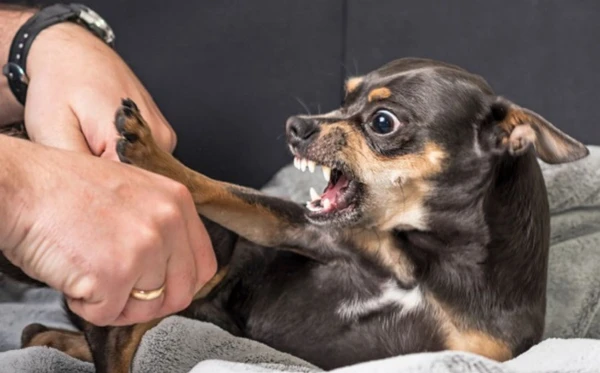 Pinscher por Reprodução