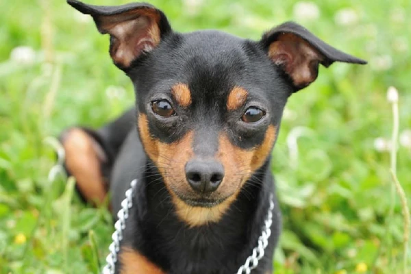 Pinscher por Reprodução