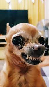 Pinscher por Reprodução