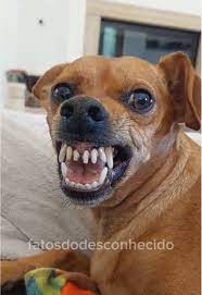 Pinscher por Reprodução