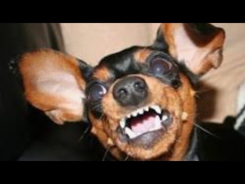 Pinscher por Reprodução