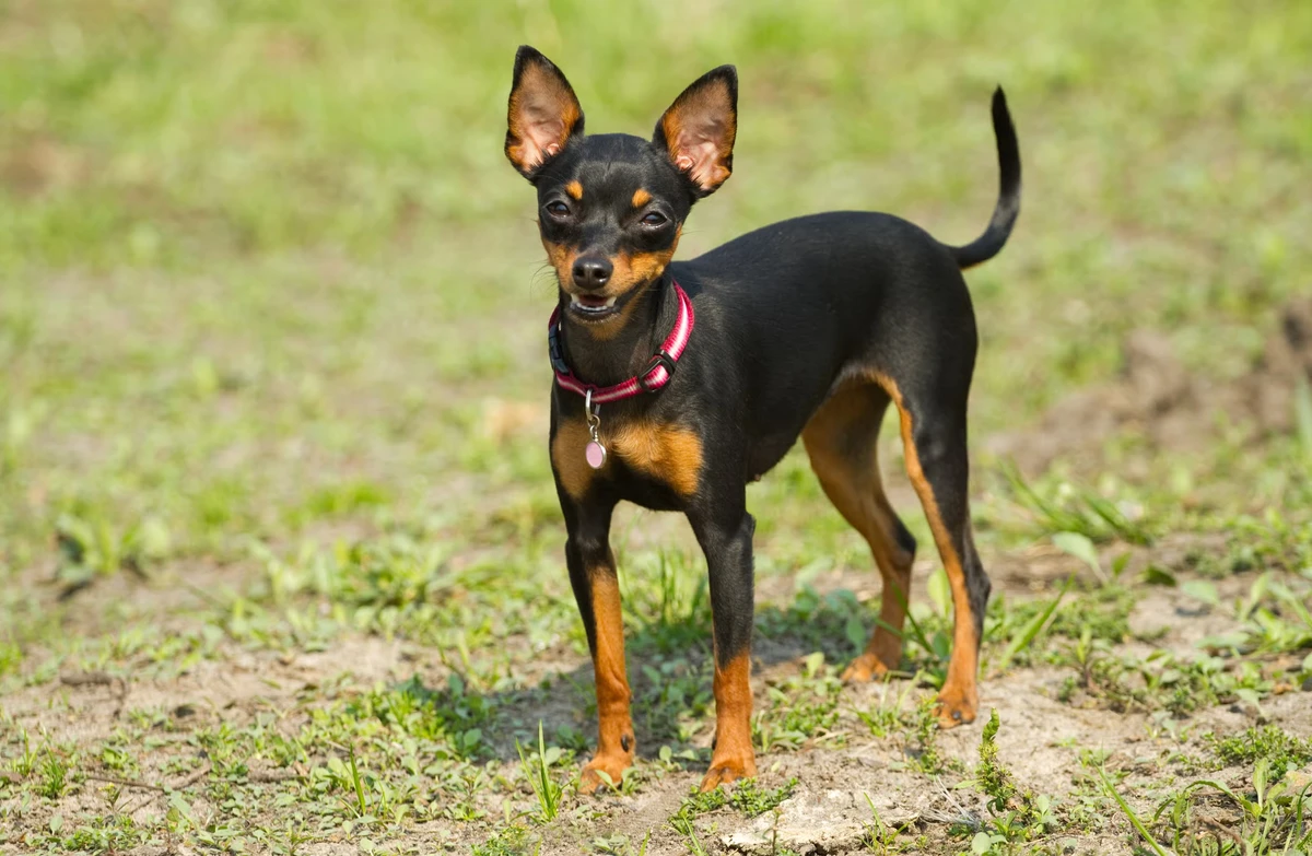 Pinscher por Reprodução