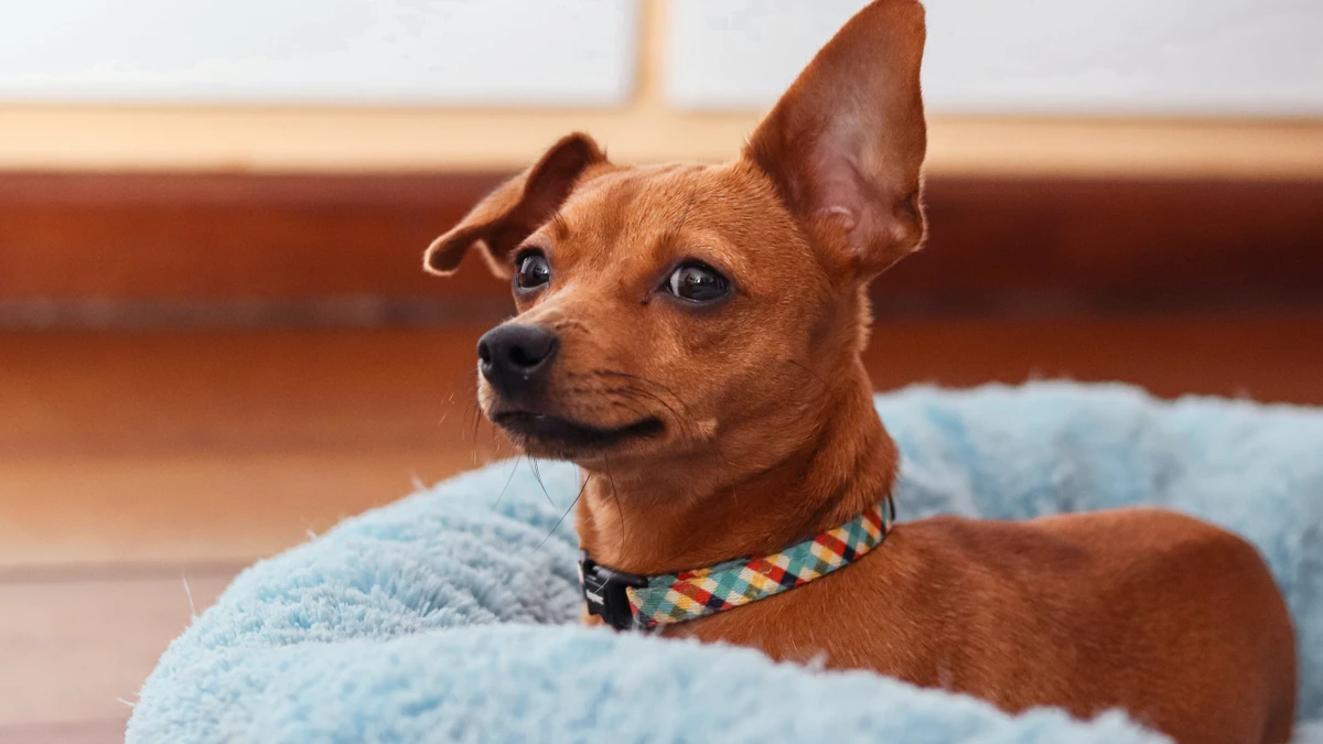 Pinscher por Reprodução