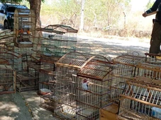 Imagem - Mais de 130 aves silvestres e quatro tatus são resgatados de cativeiro ilegal