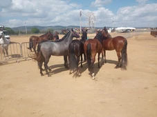 Imagem - Adab intensifica fiscalização para impedir aglomeração de animais em parques de vaquejada da Bahia
