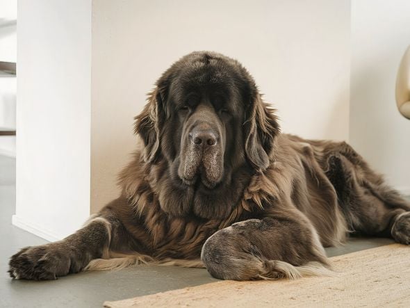 Imagem - 4 características do cachorro da raça terra nova 