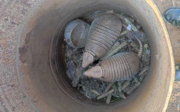 Animais resgatados por Divulgação/PMCE