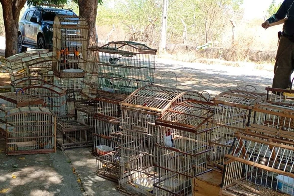 Animais resgatados