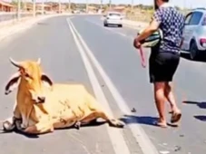Imagem - População esquarteja vaca viva após acidente que matou motoqueiro
