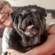 Imagem - 3 benefícios da suplementação para animais idosos