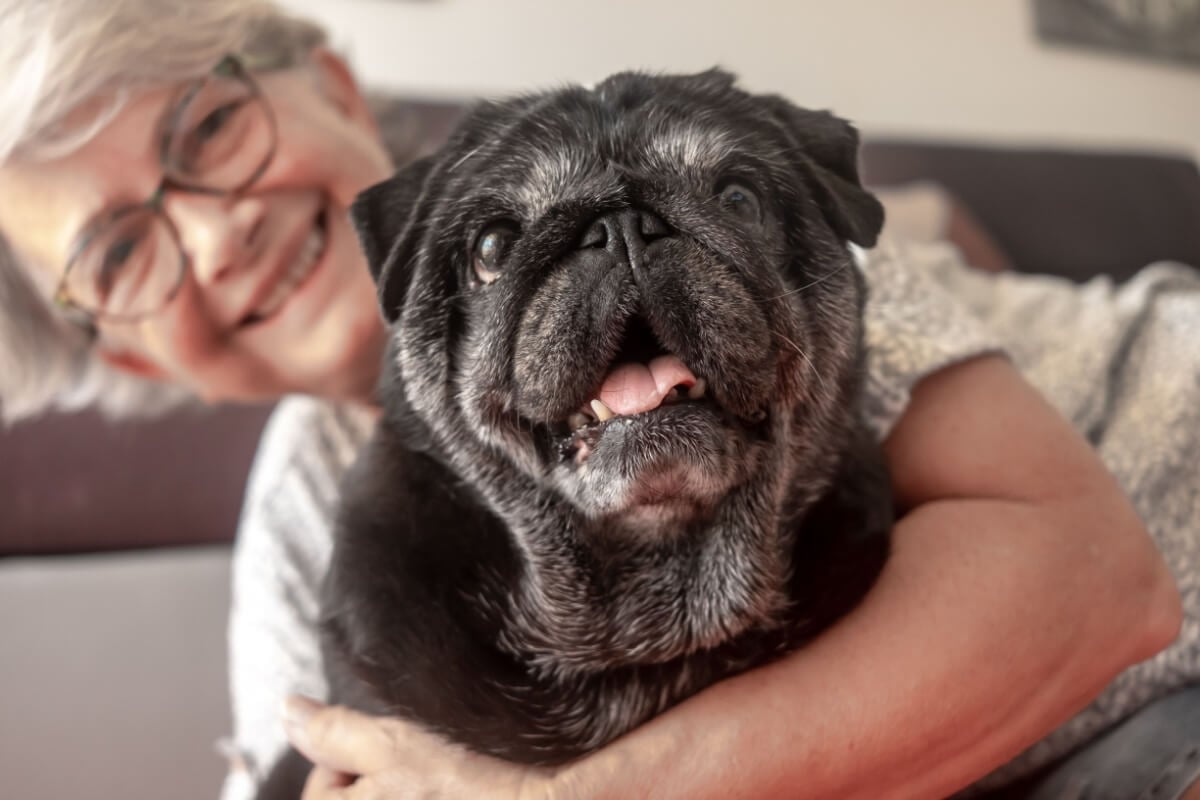 A suplementação pode ajudar a melhorar a qualidade de vida dos animais idosos (Imagem: Lucigerma | Shutterstock)